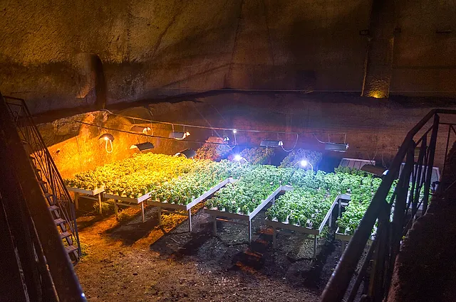 Plants growing under lamps in a tuff cavern of the Naples underground
